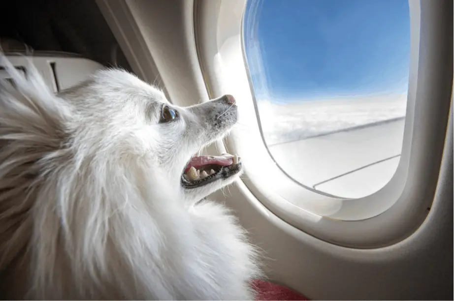 dogs that can fly in cabin