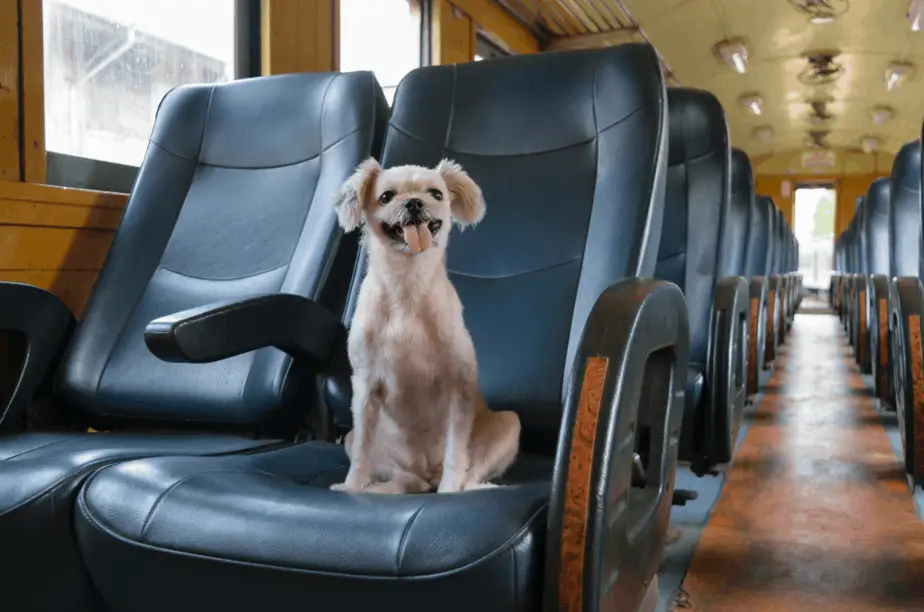 Travel Lines That Allow Dogs On Trains Detailed List Dogs Travel Guide