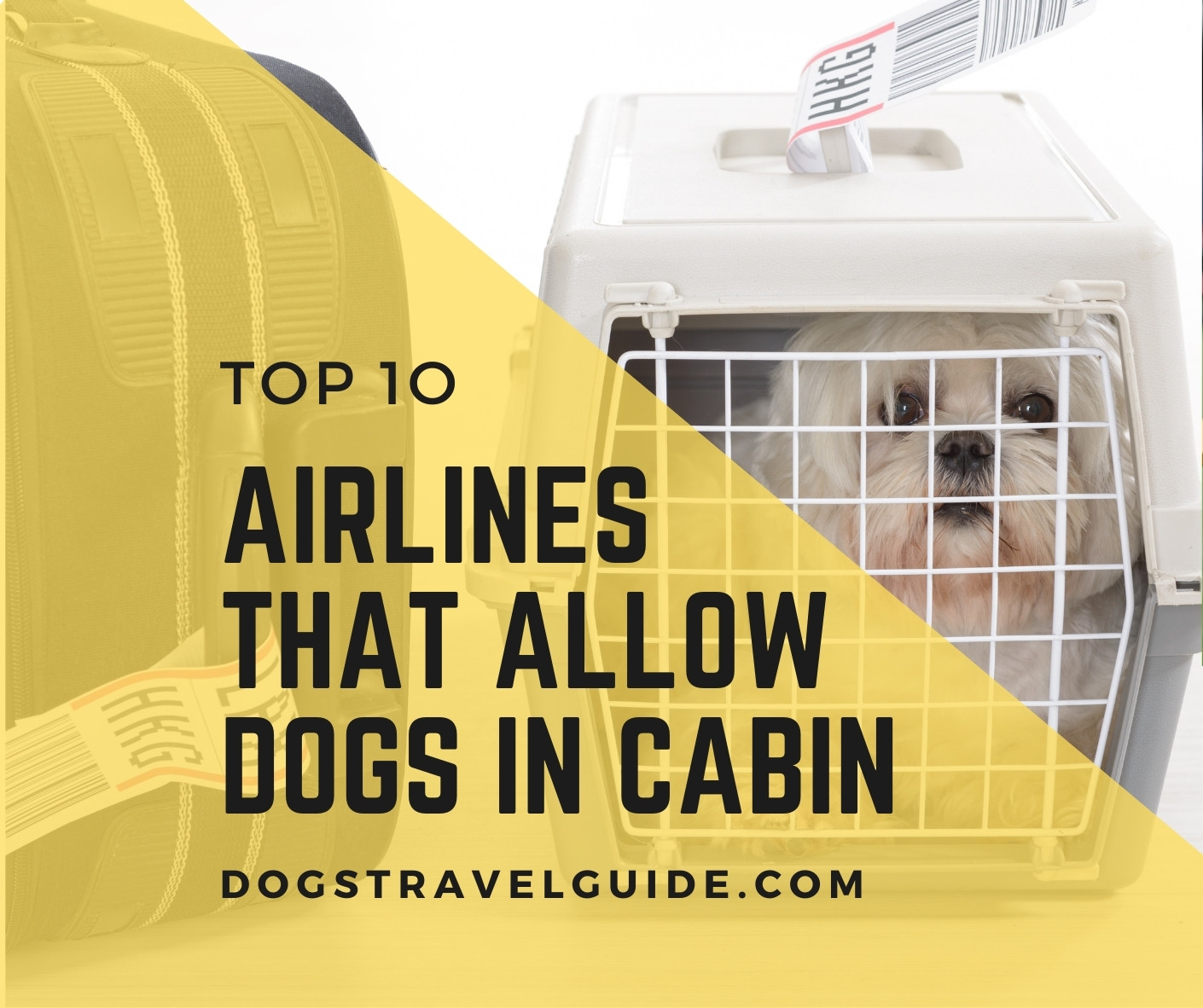 10 Airlines That Allow Dogs In The Cabin In 2023 Dogs Travel Guide