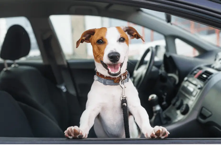 dog car boot restraint