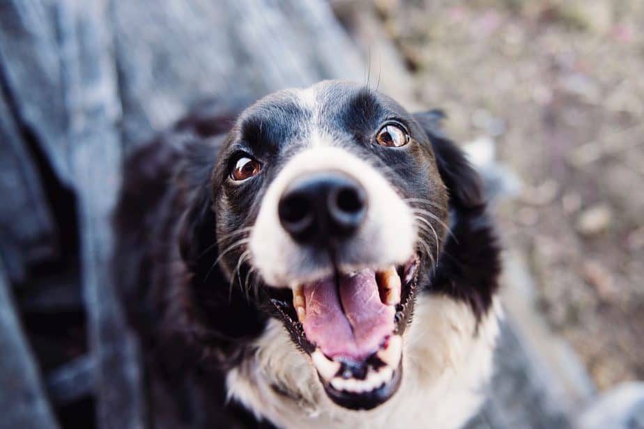 dog in france