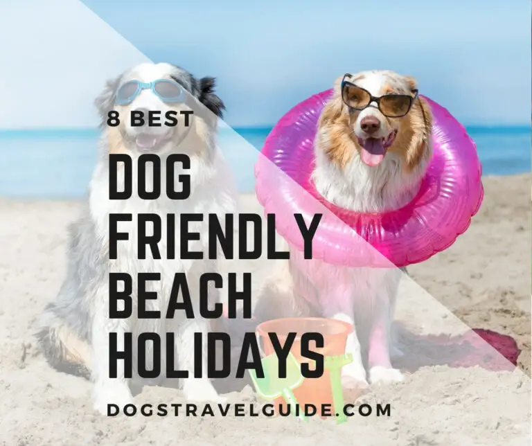 8 Best Dog-Friendly Beach Holidays - Dogs Travel Guide