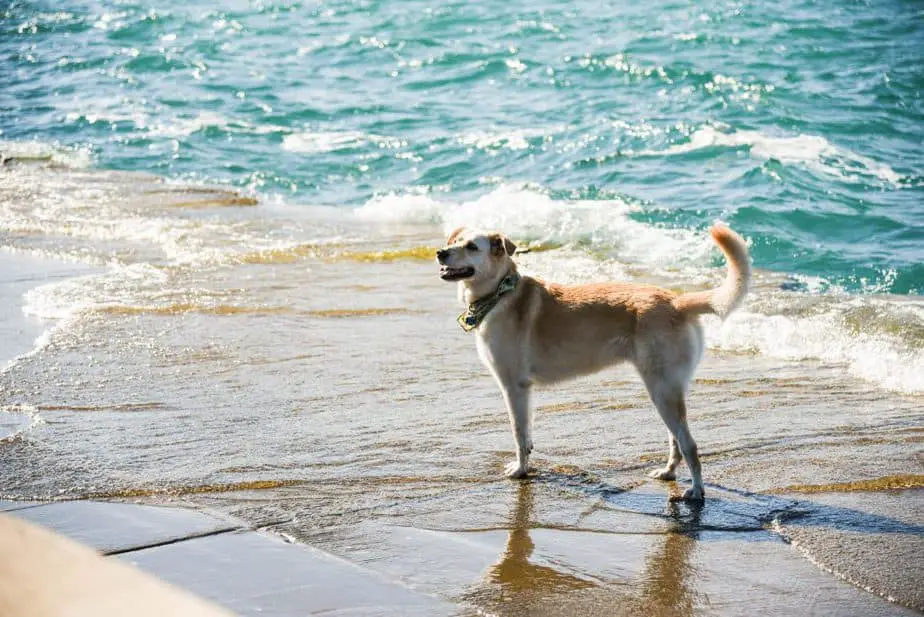 8 Best Dog friendly beach Holidays Dogs Travel Guide