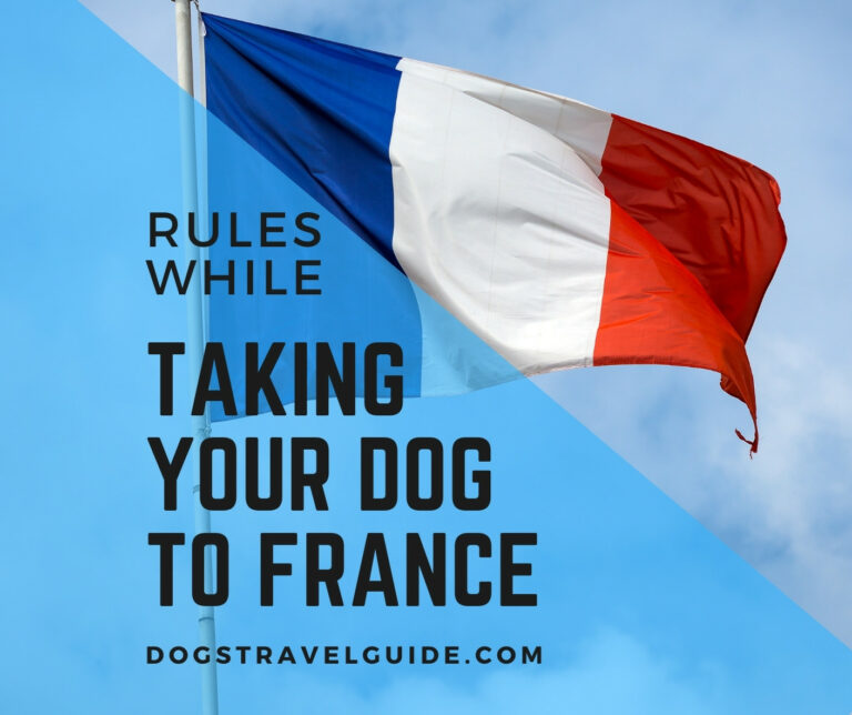 rules for dogs in cars france