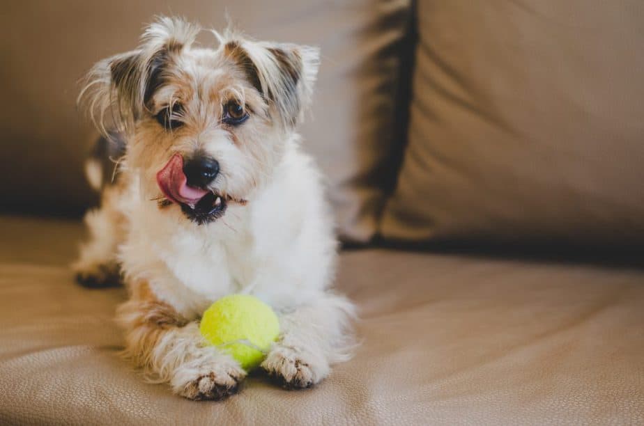  Dog looking Happier