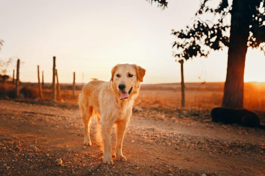 Taking A Dog To Canada