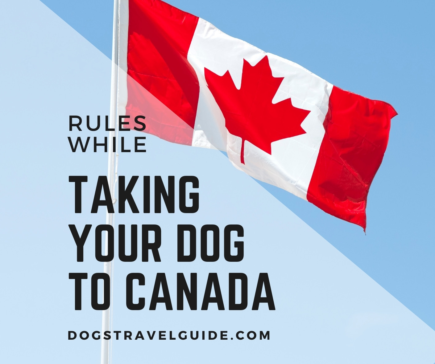 can you bring your dog to canada