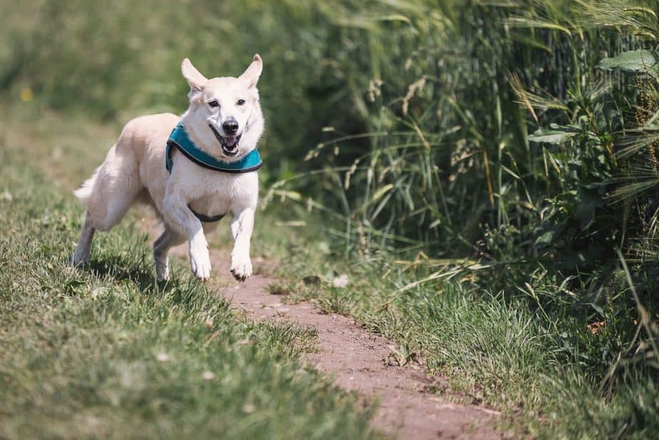 white-dog-with-teal-collar-running-outside