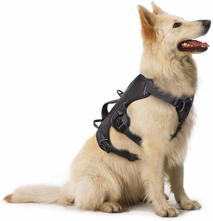 Rabbitgoo Dog Harness: Top 5 No-Pull Dog Harnesses 2020 | Dogs Travel Guide