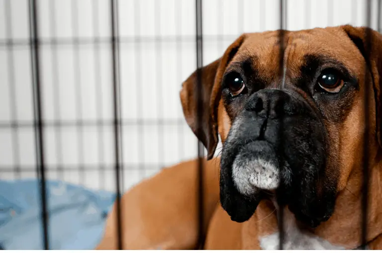 How Long Should A Dog Be In A Crate? Dogs Travel Guide