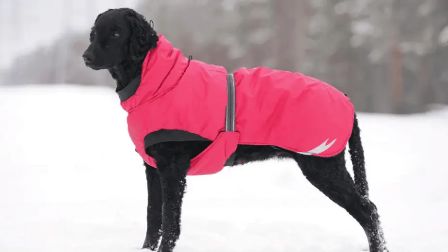 8 Best Waterproof Dog Coats With Underbelly Protection Dogs Travel Guide