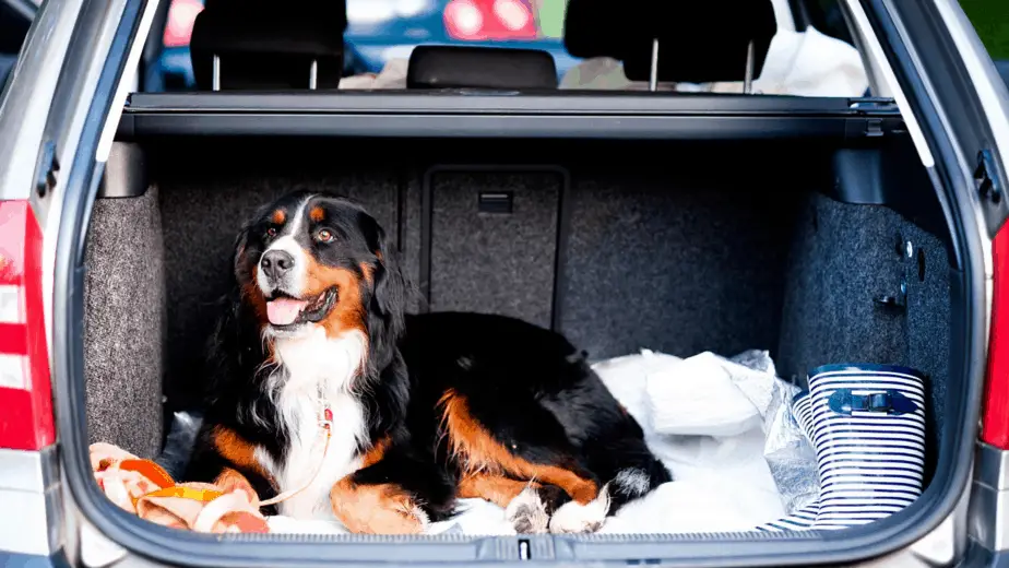 How To Secure Dog In Cargo Area Of SUV? (2023 Guide) Dogs Travel Guide