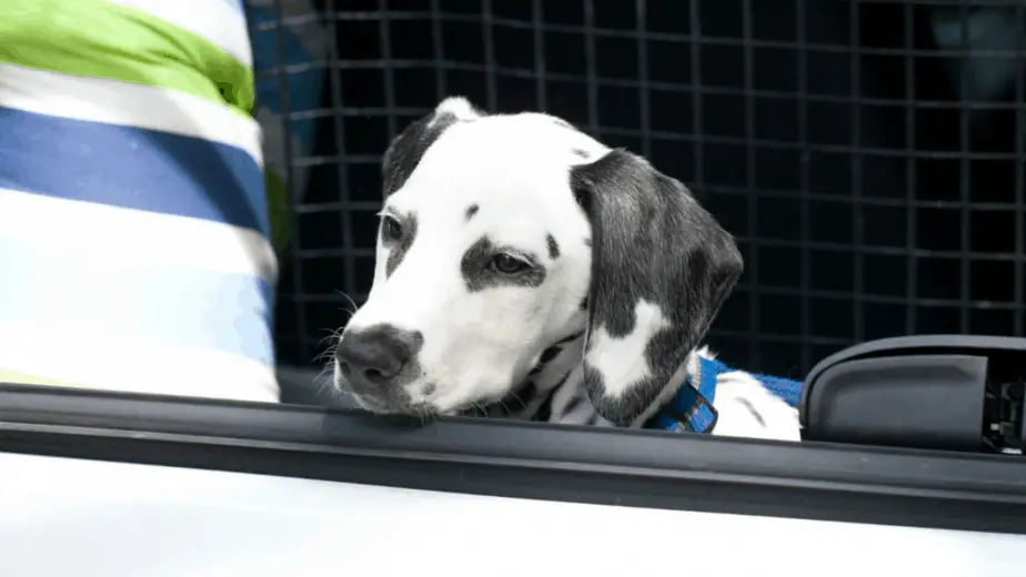 How To Secure Dog Crate In Car? | Dogs Travel Guide