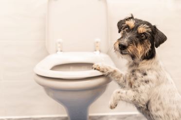 how do dogs go to the bathroom on long flights