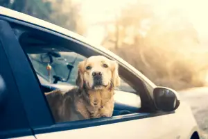 How To Lift A Large Dog Into A Car? | Dogs Travel Guide
