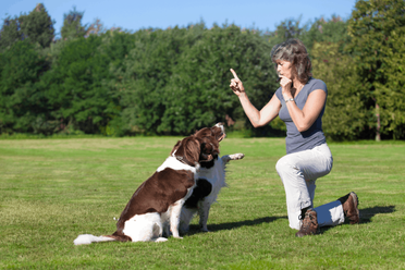 Do Dog Whistles Hurt Dogs Dogs Travel Guide