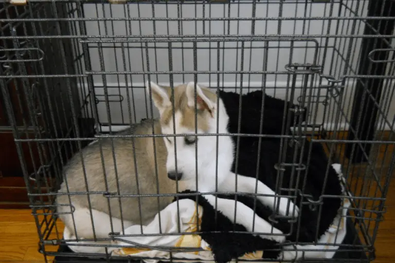 Should I Put My Dog In A Crate At Night? - Dogs Travel Guide