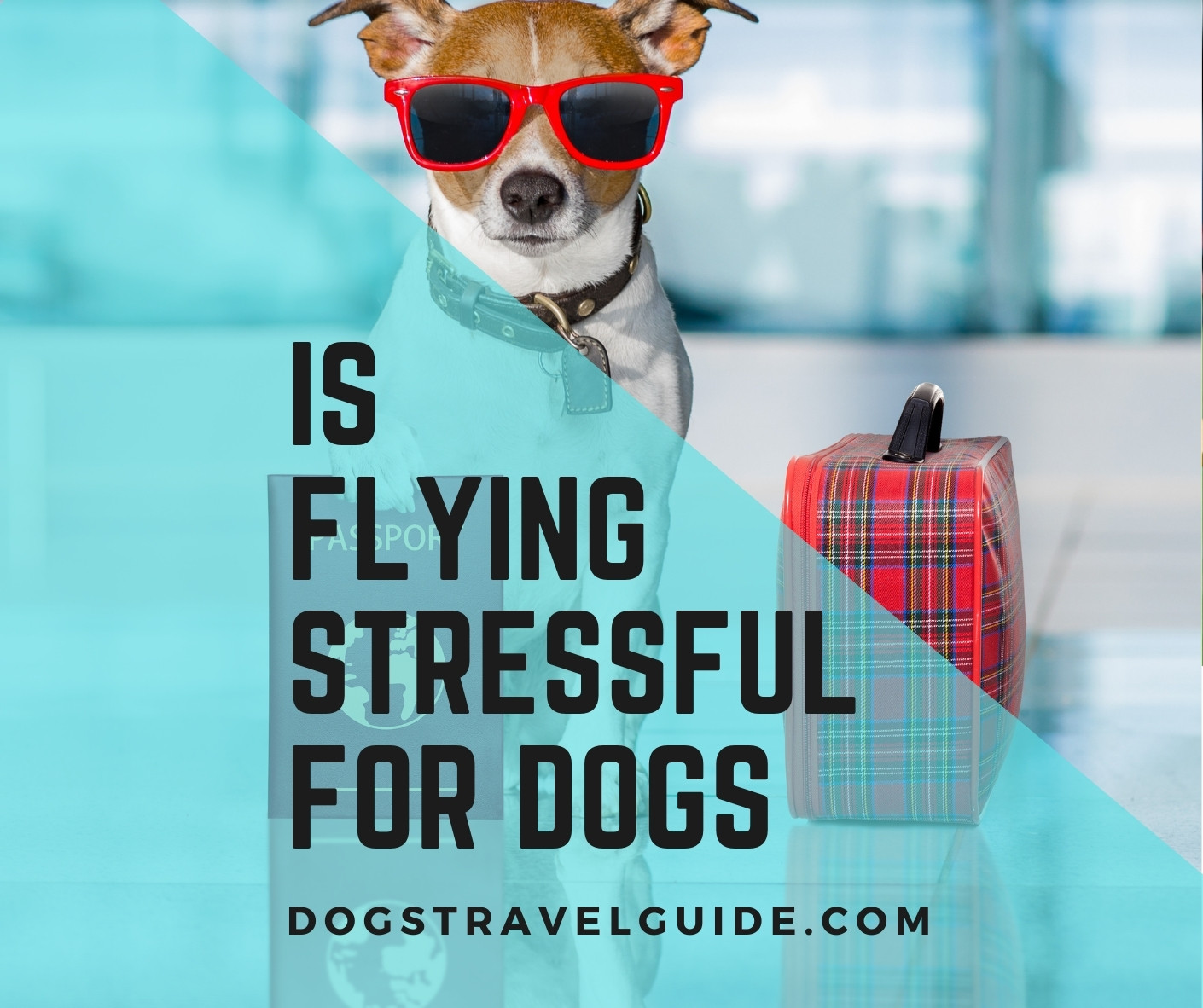 Is It Stressful For A Dog To Fly