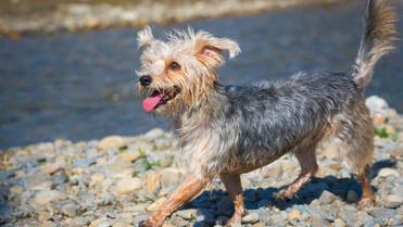 do morkie dogs like swimming