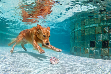 can dogs put their noses underwater