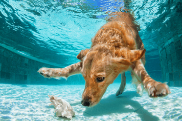 Can Dogs Hold Their Breath Underwater Dogs Travel Guide