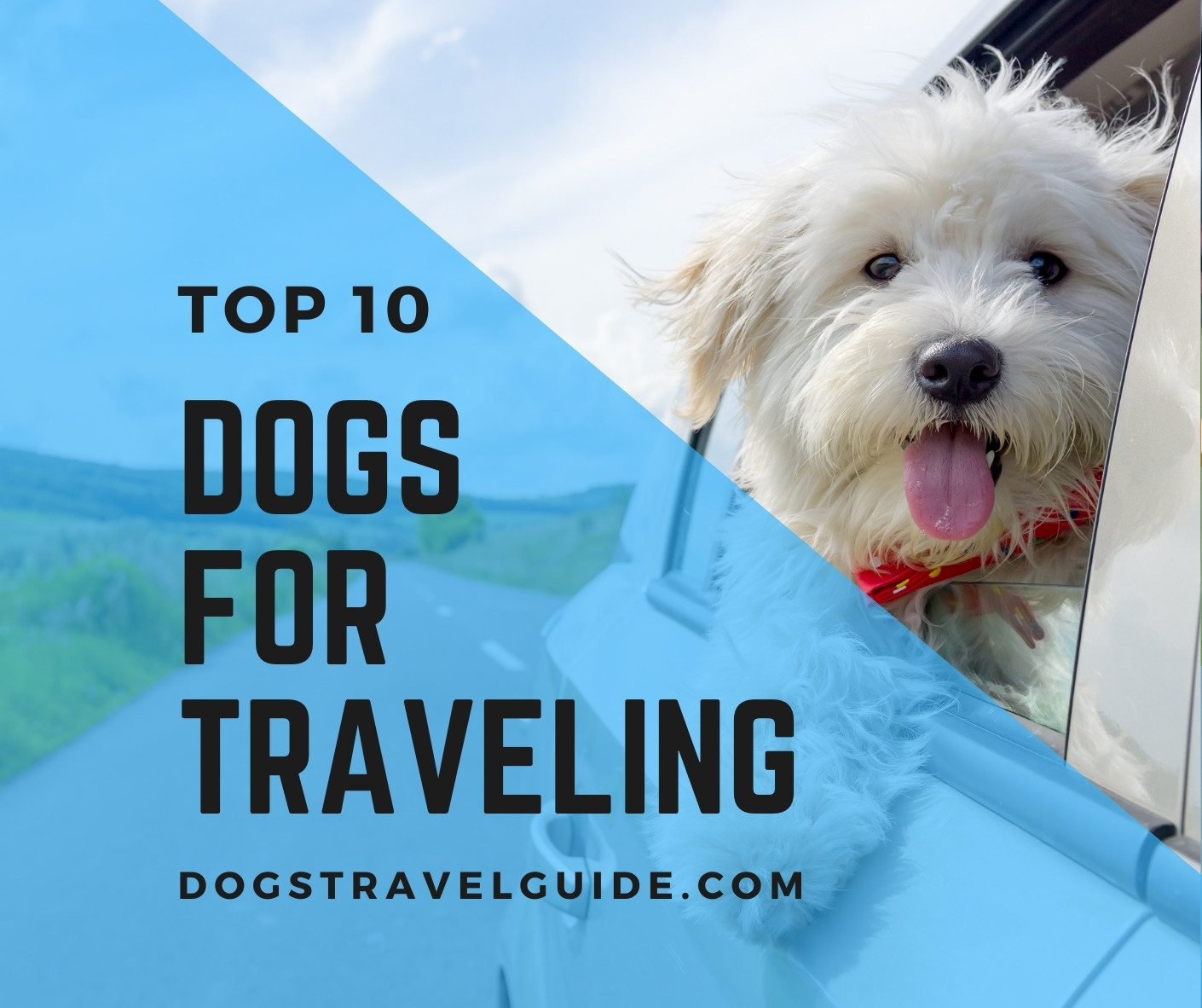 the best travel dogs