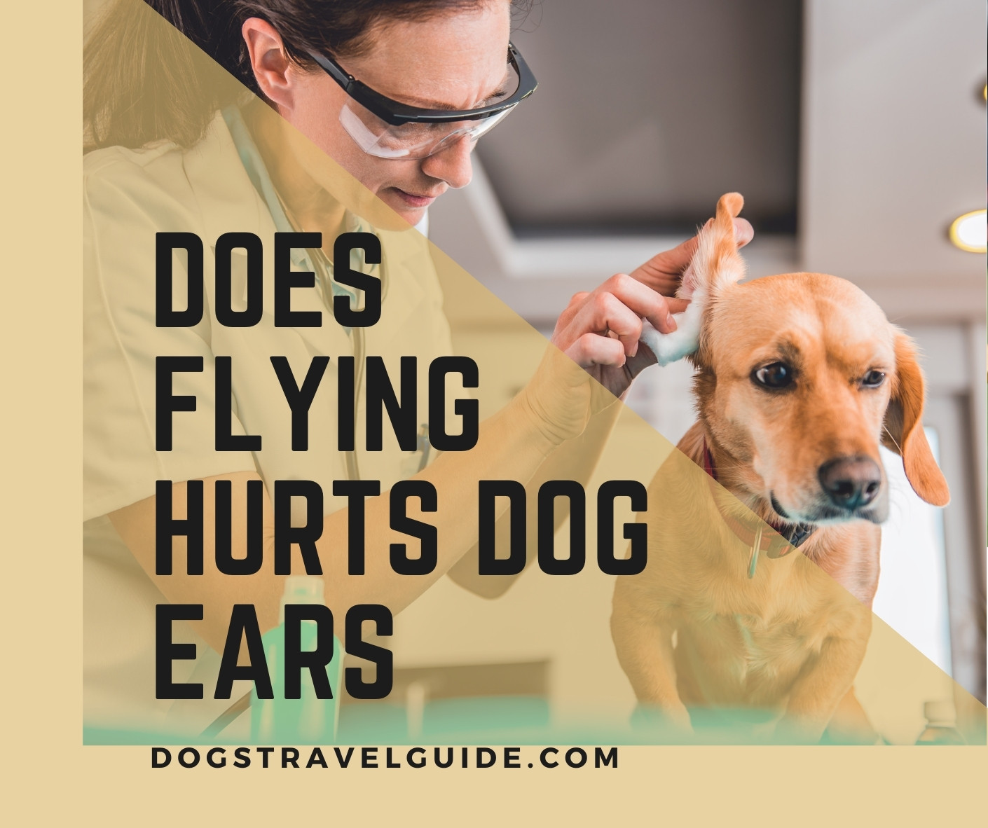 do dogs ears pop in an airplane