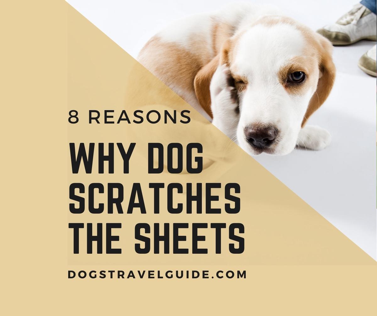 8 Reasons Why Your Dog Scratches The Bed Sheets Dogs Travel Guide