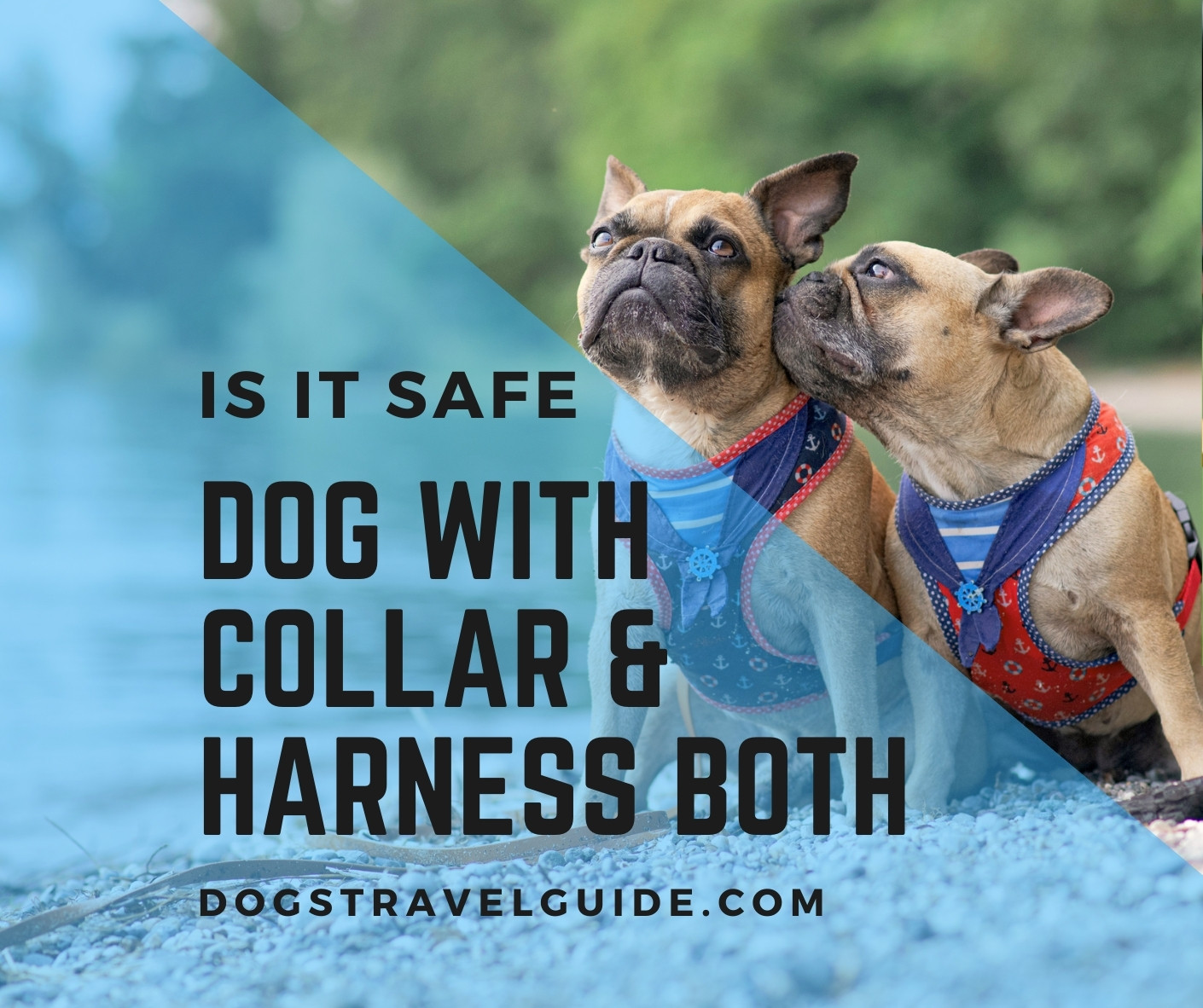 can-a-dog-wear-a-collar-and-a-harness-is-it-safe-dogs-travel-guide