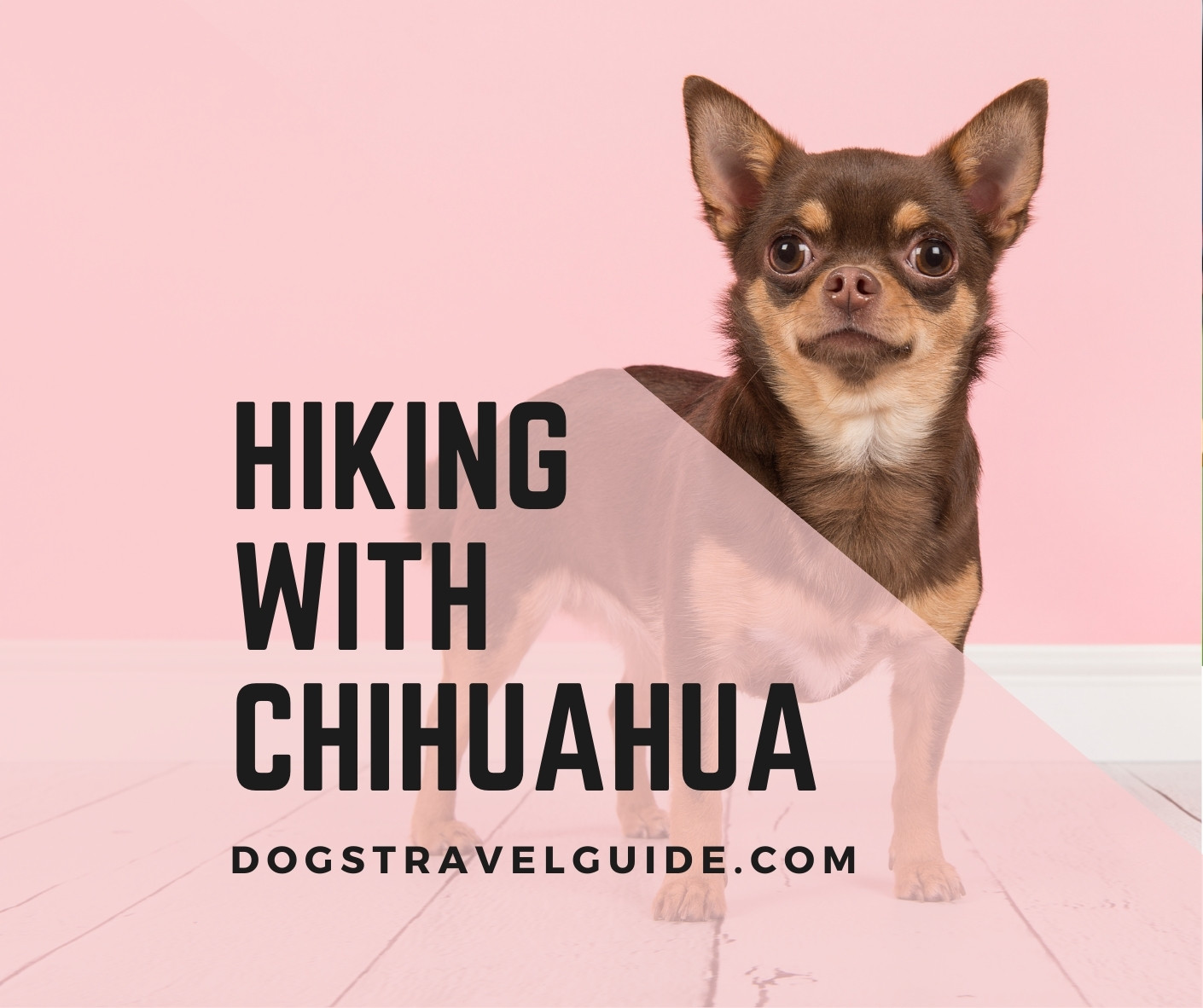 Hiking With A Chihuahua: Step By Step Guide - Dogs Travel Guide