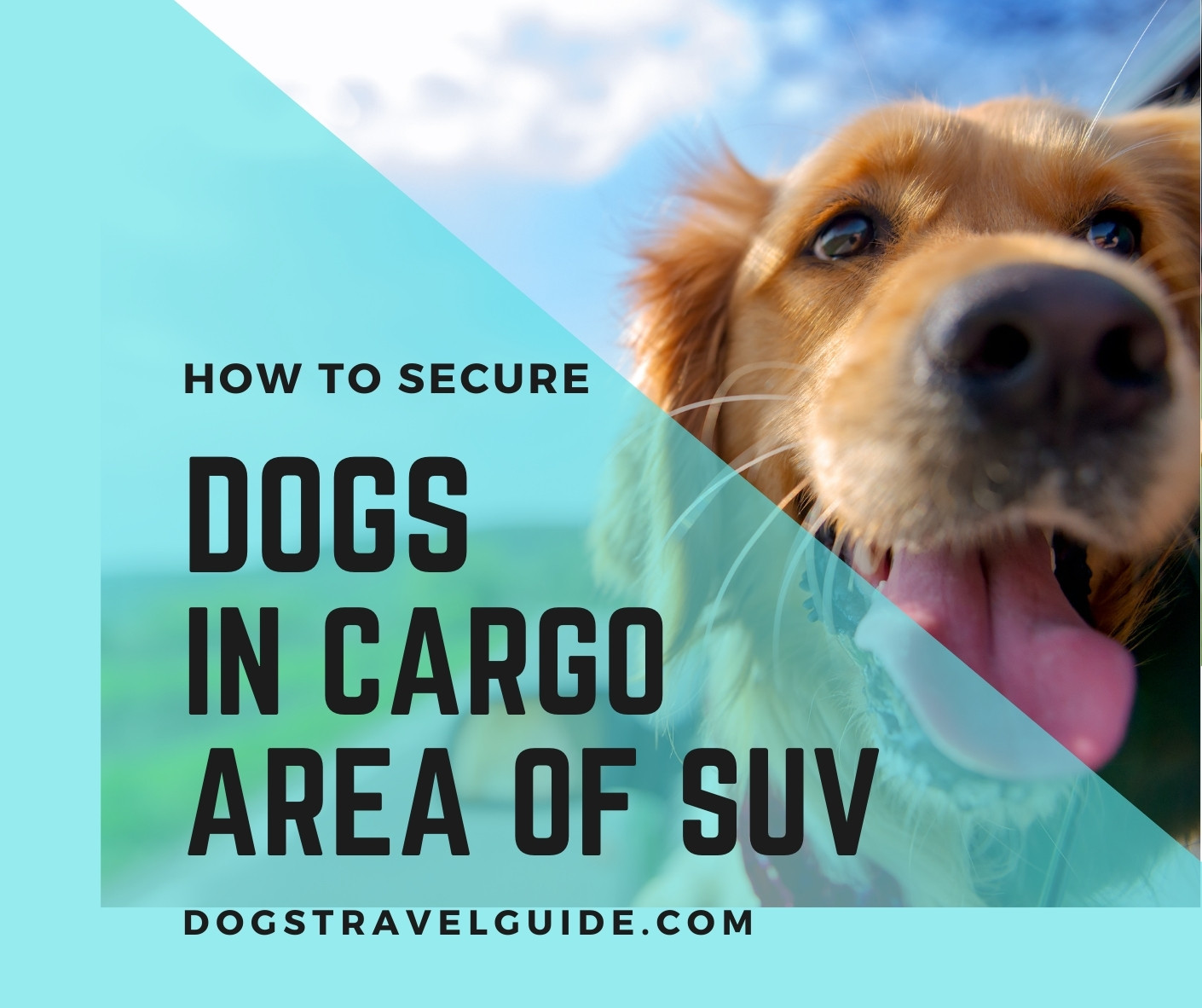 is it safe to put a dog in cargo