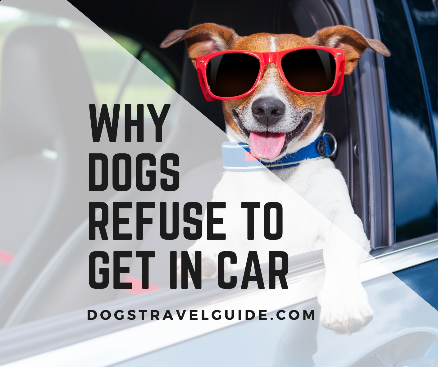 Dog Refusing To Get Into Car: 6 Reasons Why! - Dogs Travel Guide