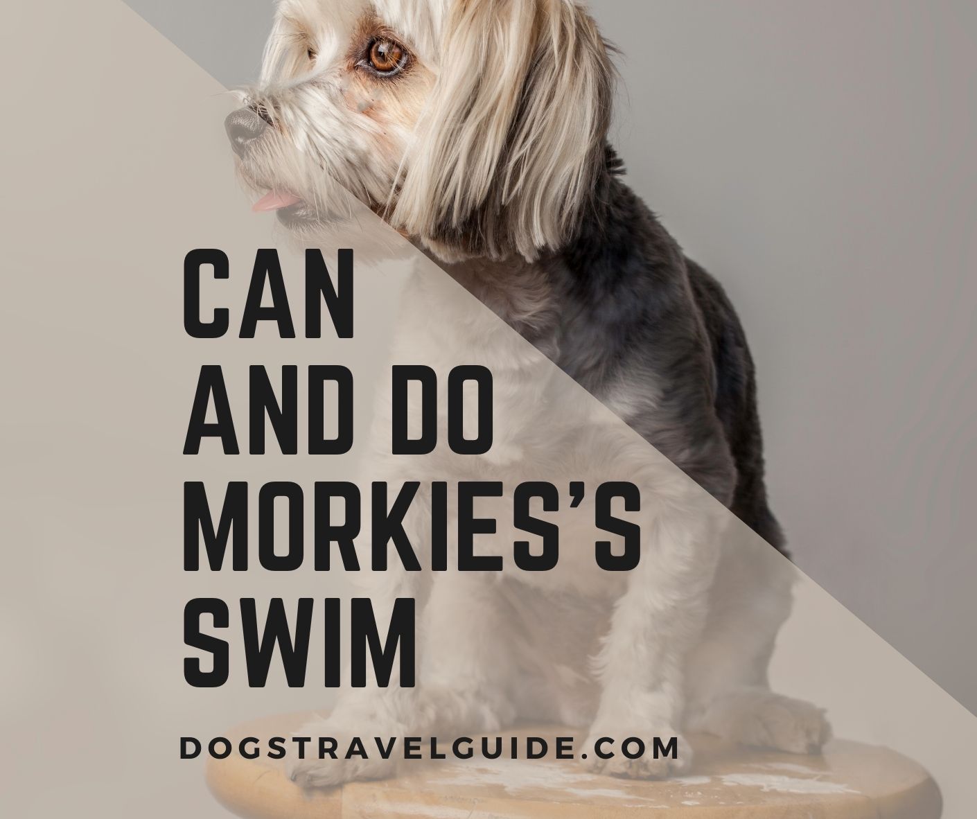 do morkie dogs like swimming