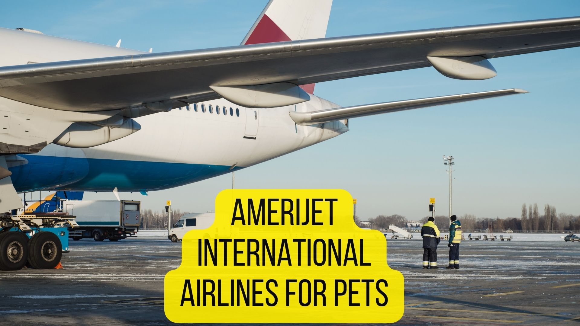 16 Airlines That Allow SnubNosed Dogs [2022 Guide] Dogs Travel Guide