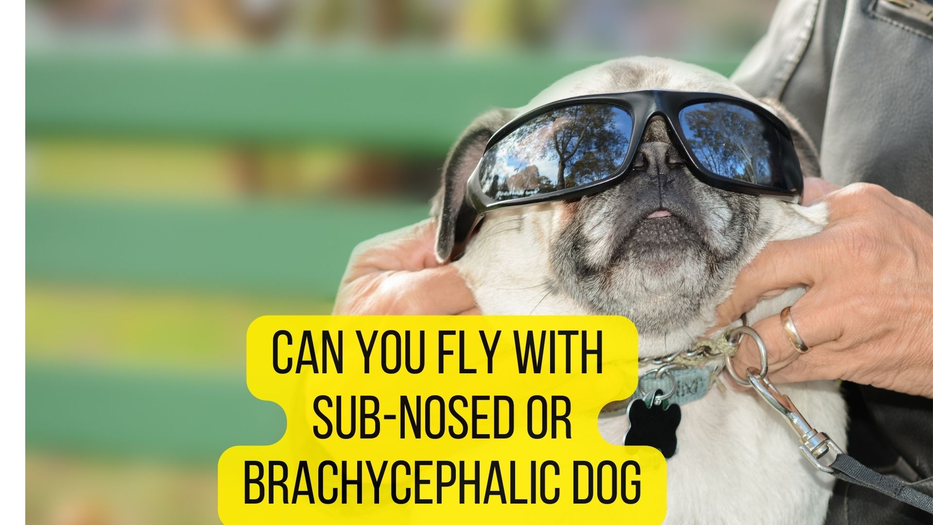 16 Airlines That Allow SnubNosed Dogs [2022 Guide] Dogs Travel Guide