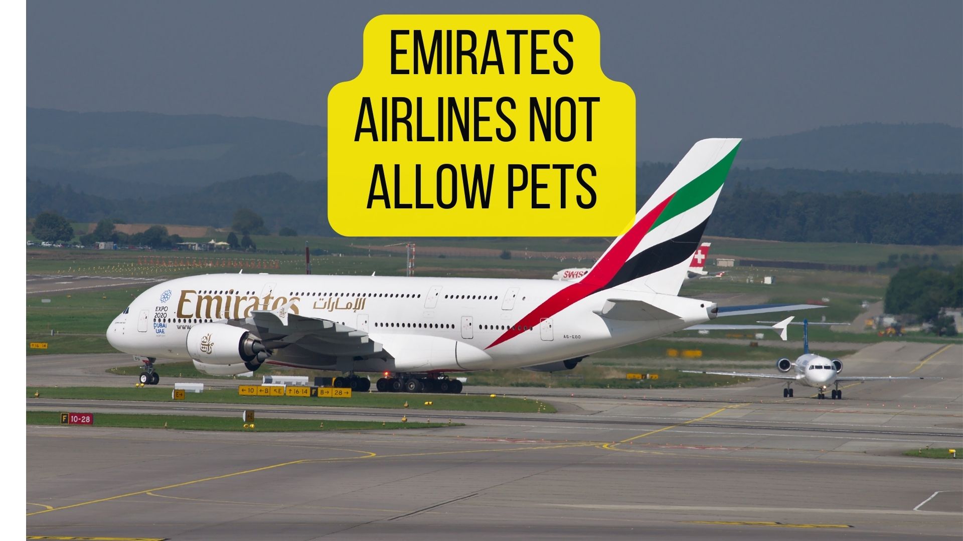 16 Airlines That Allow SnubNosed Dogs [2022 Guide] Dogs Travel Guide