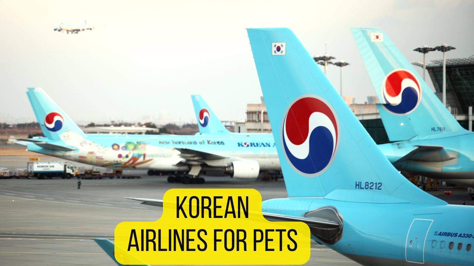 pet travel korean air