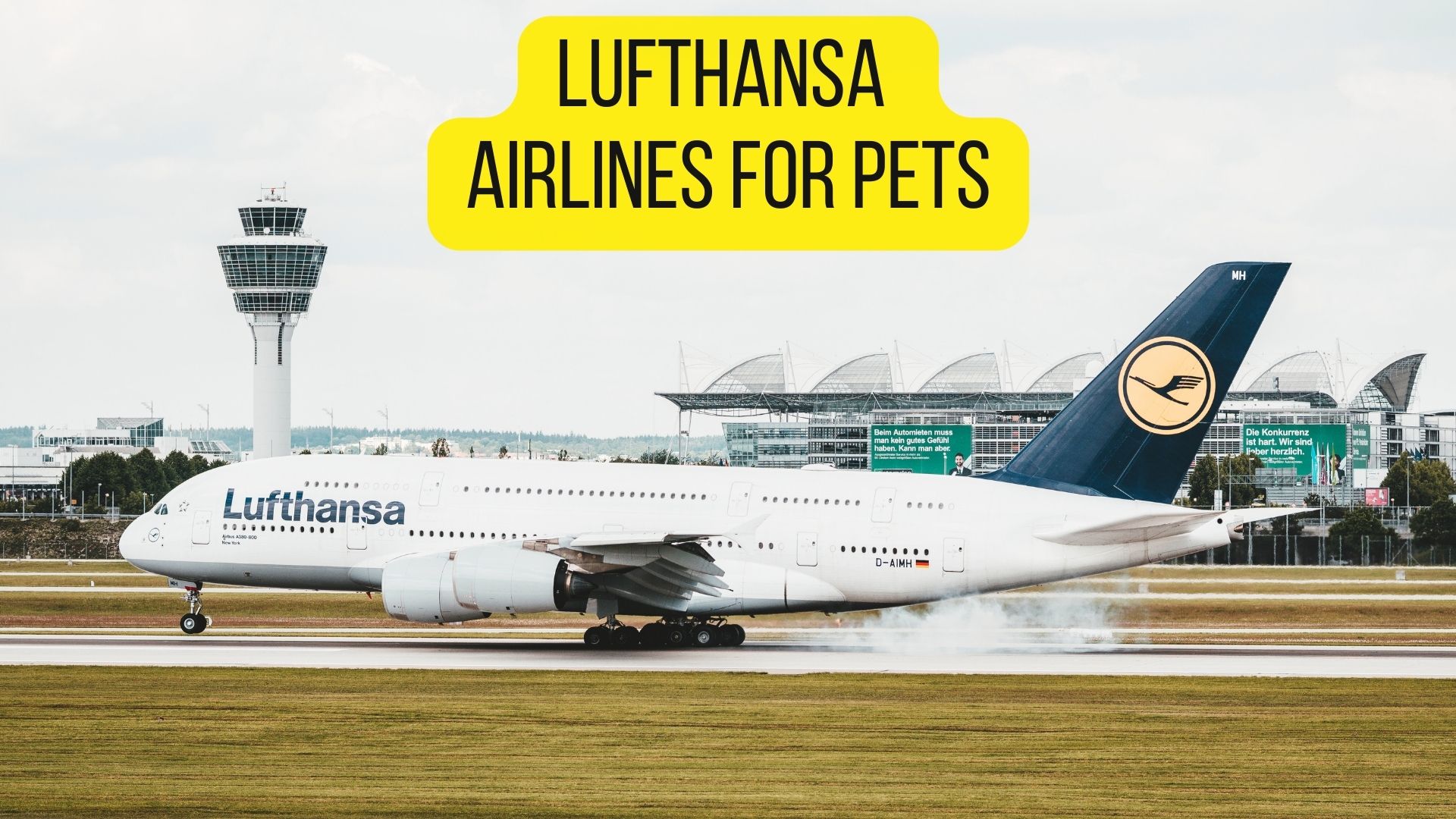 16 Airlines That Allow SnubNosed Dogs [2022 Guide] Dogs Travel Guide