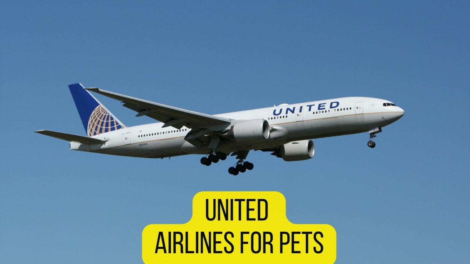 16 Airlines That Allow SnubNosed Dogs [2022 Guide] Dogs Travel Guide