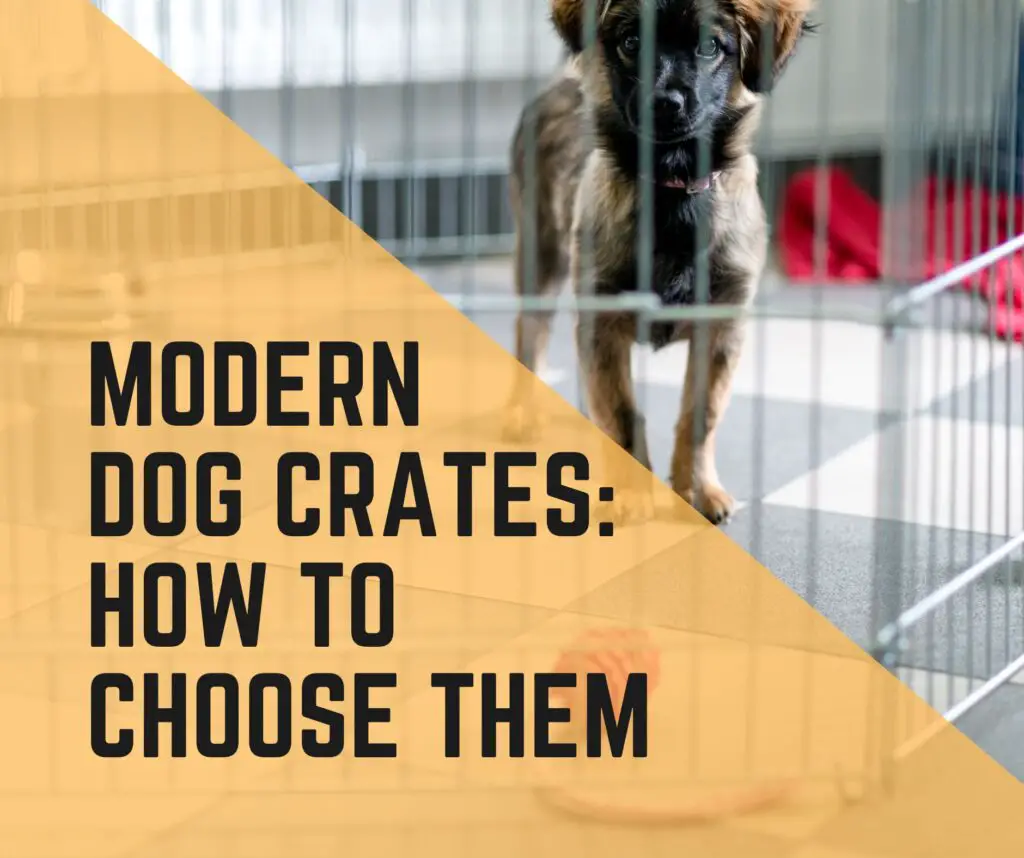 Modern Dog Crates